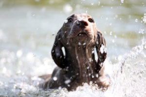 Belief practice and ability, dog having first swim